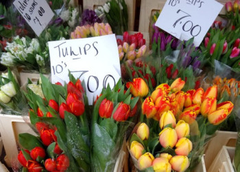 ロンドンのチューリップ販売店<br>
2018.3.17