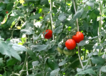 富山環境整備「次世代施設園芸」(トマト)<br>
2019.8.1